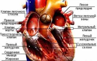Сердце фото картинки орган