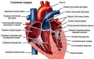 Описание работы сердца человека
